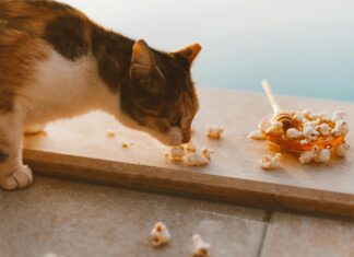 Feyenoord – Willem II Opstellingen: Welke Verrassingen Staan Erop?