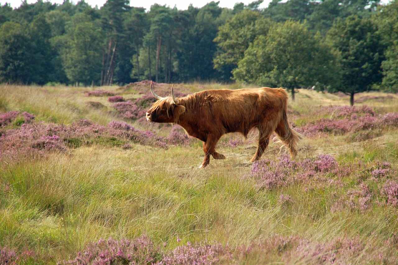 Historische Achtergrond