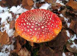 Verborgen Historische Plekken in Utrecht die je Moet Zien Verborgen Historische Plekken in Utrecht die je Moet Zien