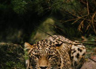 Duitsland Denemarken: Ontdek De Verborgen Schatten Van Europa!