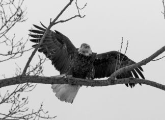 Liverpool FC – Nottingham Forest Opstellingen: Wat Zijn De Geheimen?