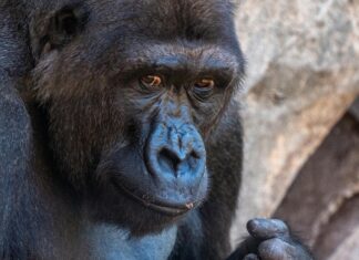 PSV – Valencia CF Opstellingen: Ontdek De Spannende Teamselecties Vandaag