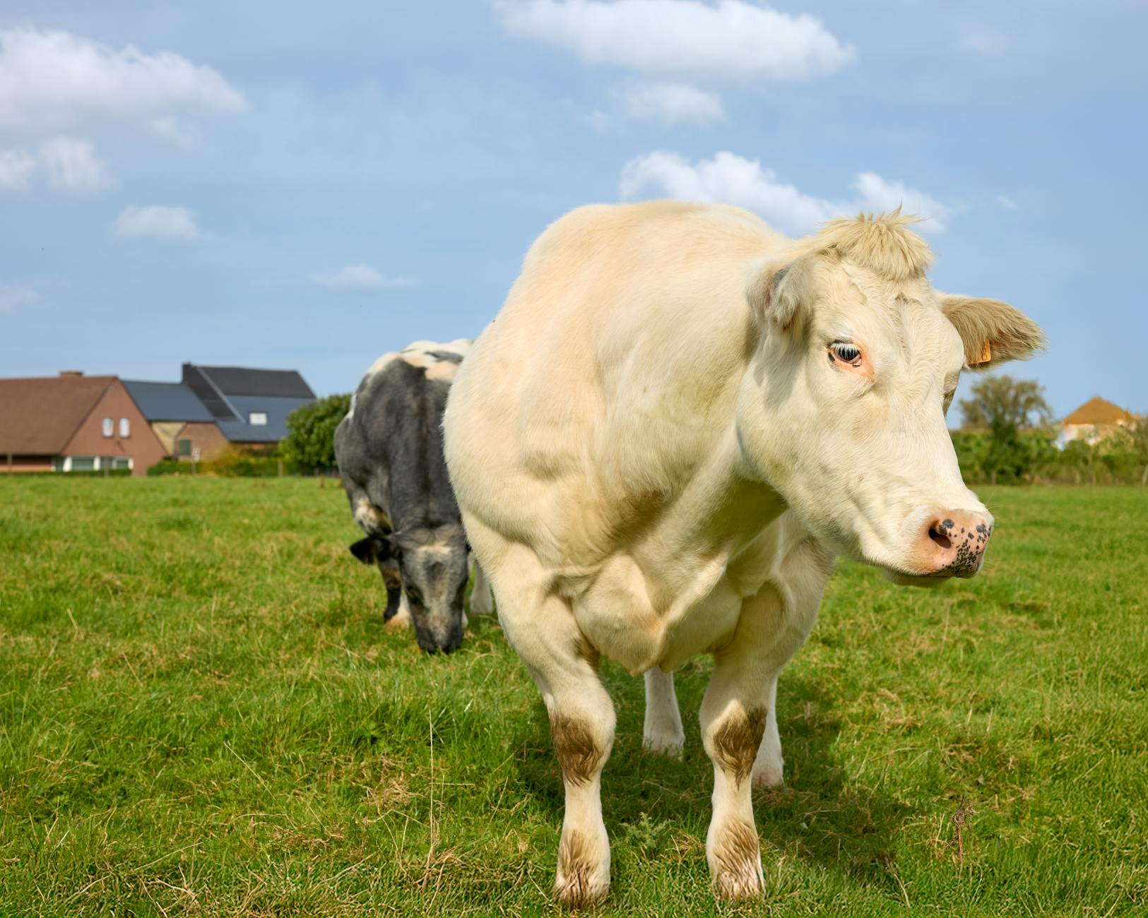 De waarheid achter Dani de Wits opmerkelijke doorzettingsvermogen*