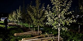 Utrecht: 1200 appelboomstammen gestolen in een nacht