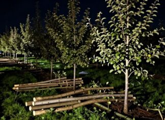 Utrecht: 1200 appelboomstammen gestolen in een nacht