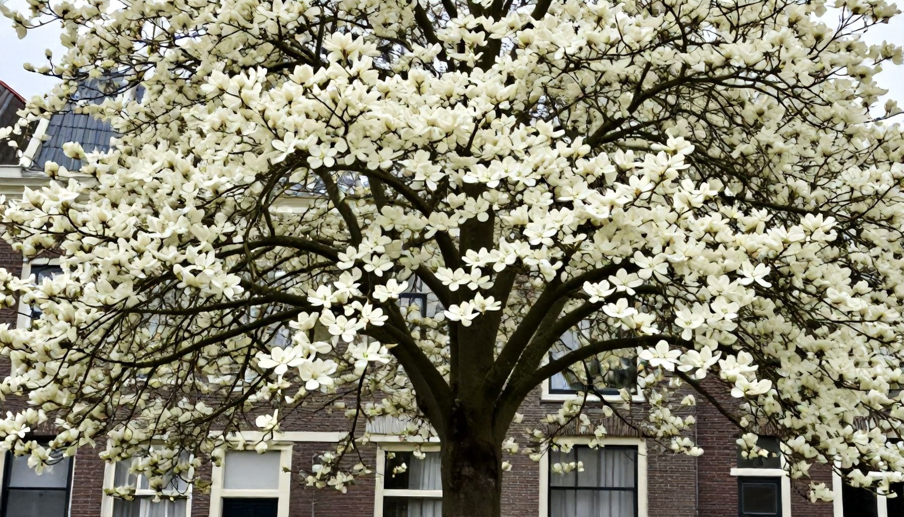 De geschiedenis van de hondekopboom