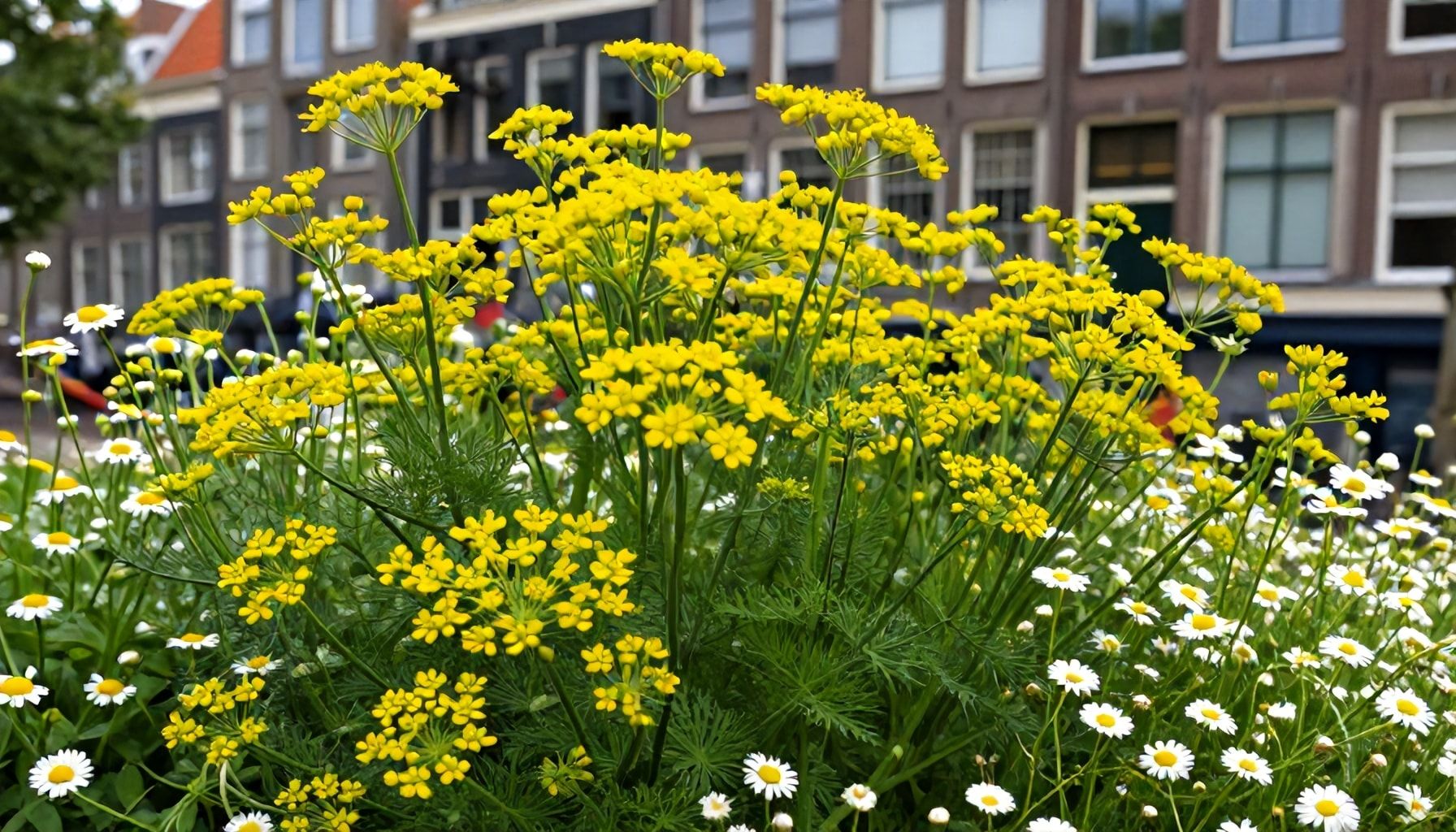 De opkomst van dille en kamille in Utrecht