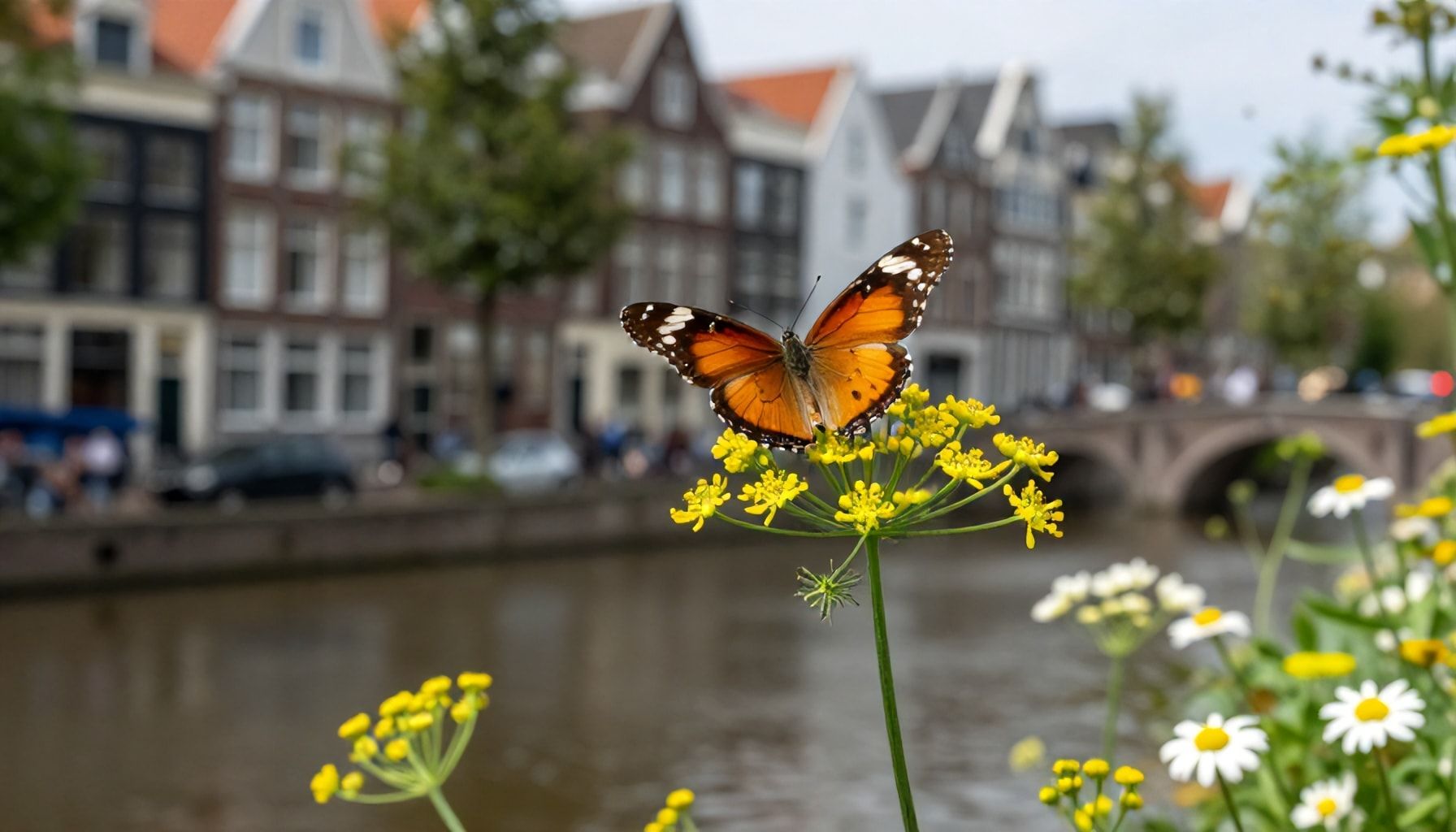 Hoe de stad de vlinders aantrekt