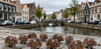 Utrecht ontdekt 15 nieuwe muizen in historische binnenstad