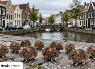 Utrecht ontdekt 15 nieuwe muizen in historische binnenstad
