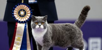 Britse Korthaar wint voor derde jaar titels bij internationale kattenwedstrijden